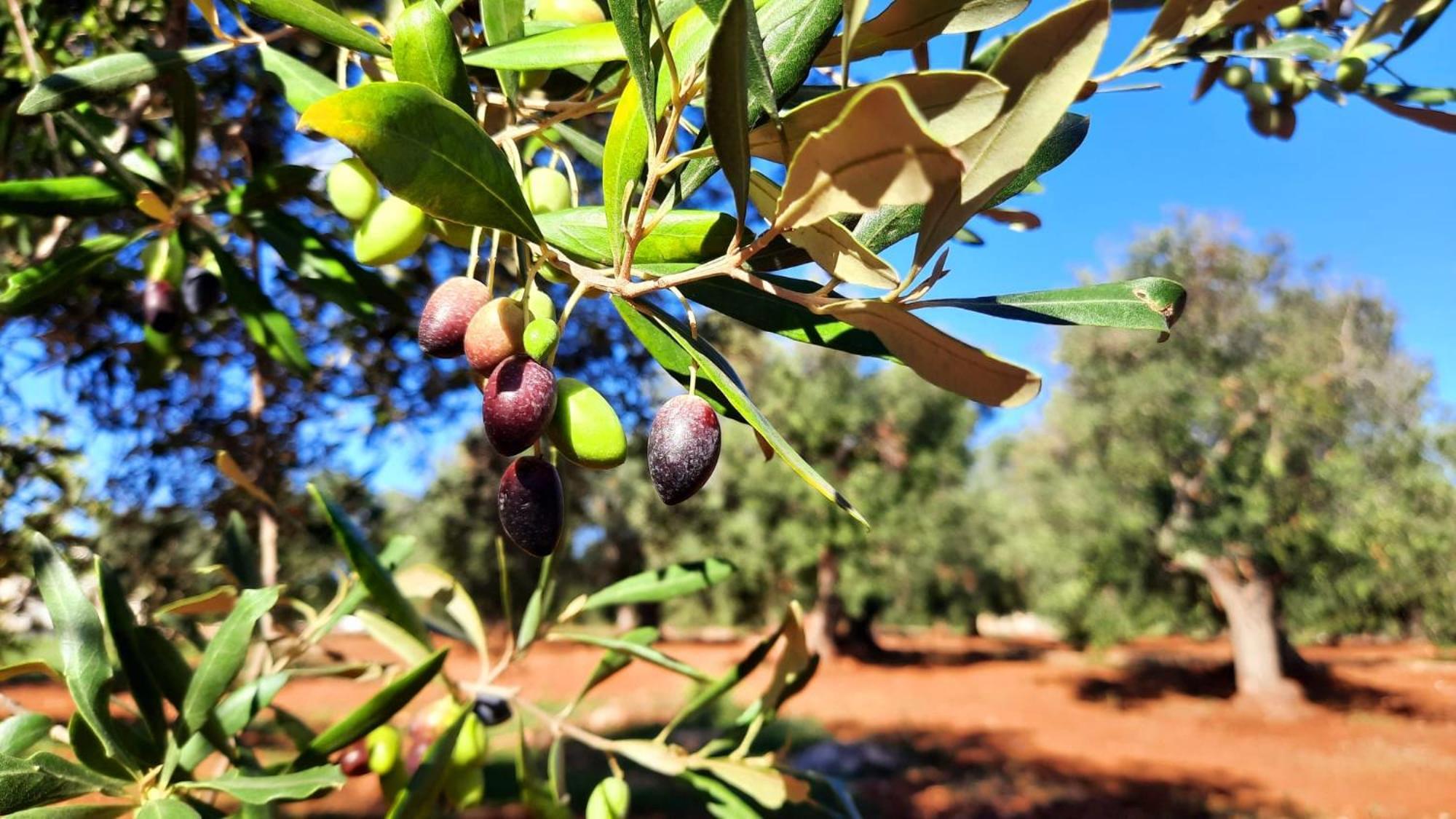 Tenuta La Pomona Ostuni Exterior photo